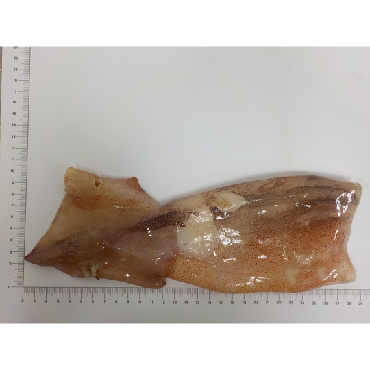 TUBO POTA N.Z. SUCIO