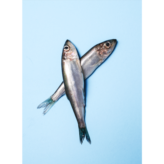 SARDINA 45/55 6X1 (ANED)