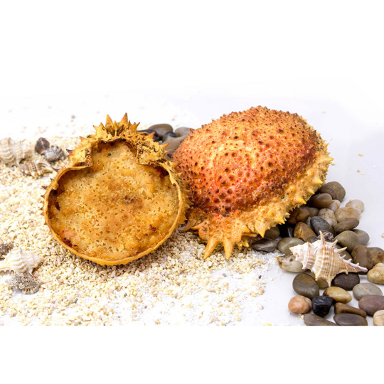 CENTOLLO/CENTOLLA RELLENO 6 UND