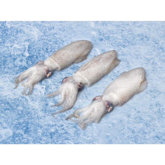 PUNTILLA INDIA 80+ ANEDILCO