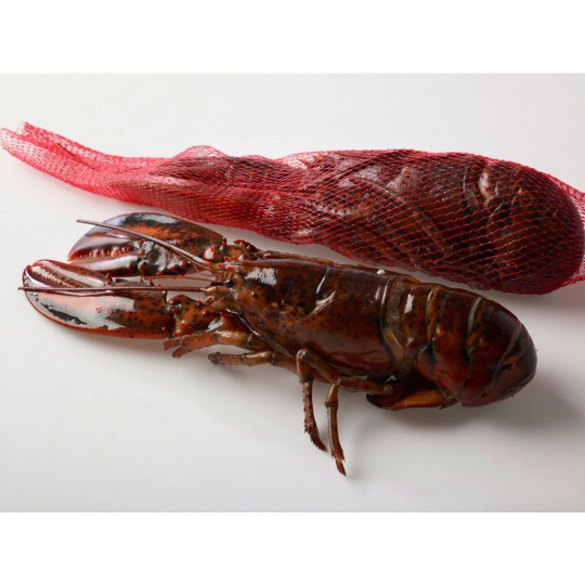 BOGAVANTE CRUDO 350/400