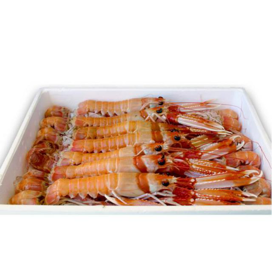 CIGALA ESCOCIA Nº 0 8/10