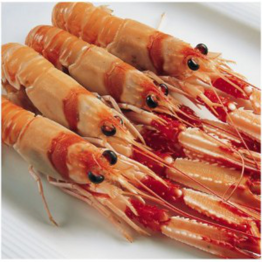 CIGALA ESCOCIA Nº 1 11/15