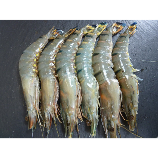 LANGOSTINO 20/30 MONODON